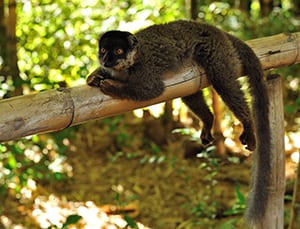 Eulemur fulvus fulvus