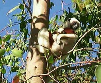 Lemur Sifaka