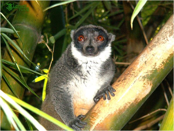 Eulemur mongoz