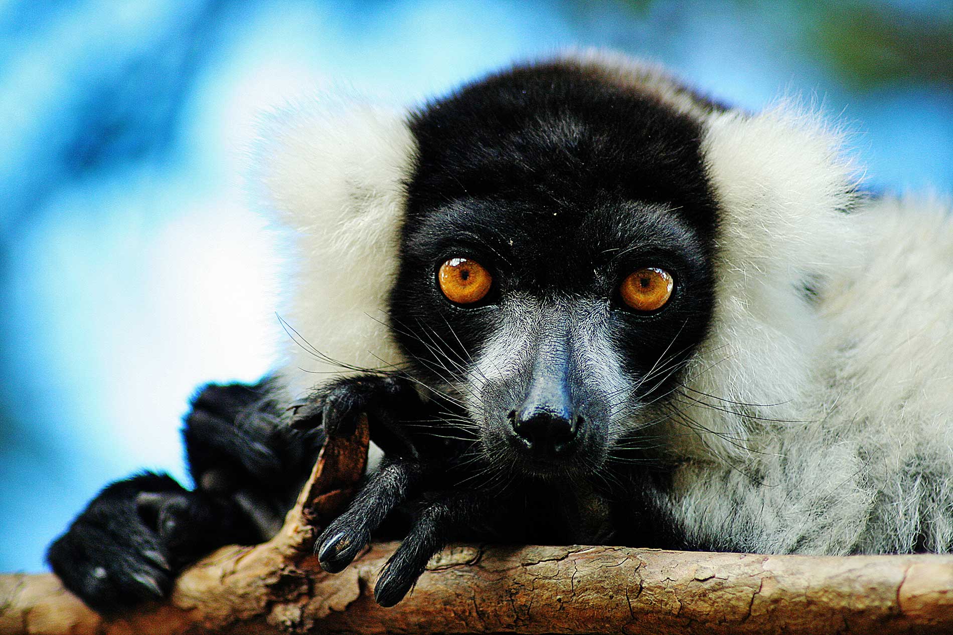 Lemurspark | Réserve de lémuriens et Parc botanique
